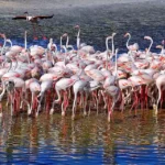 Ras Al Khor Dubai: Complete Guide in 2026