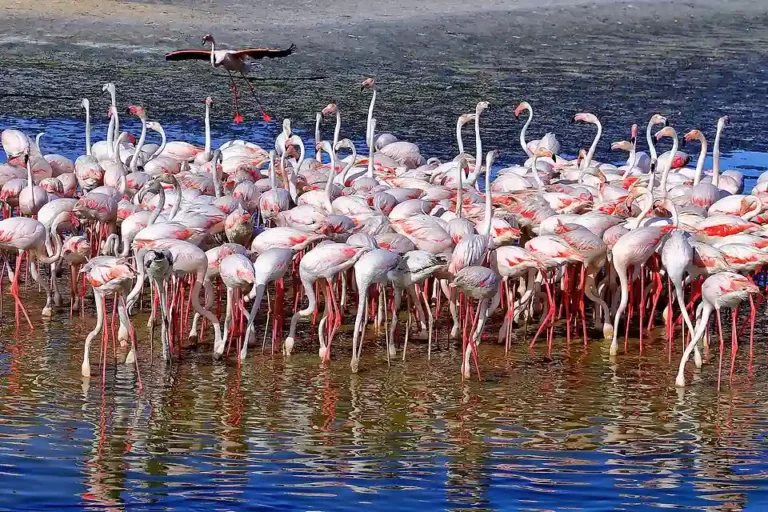 Ras-Al-Khor-Dubai-Flamingos-Car-Market-Full-Guide