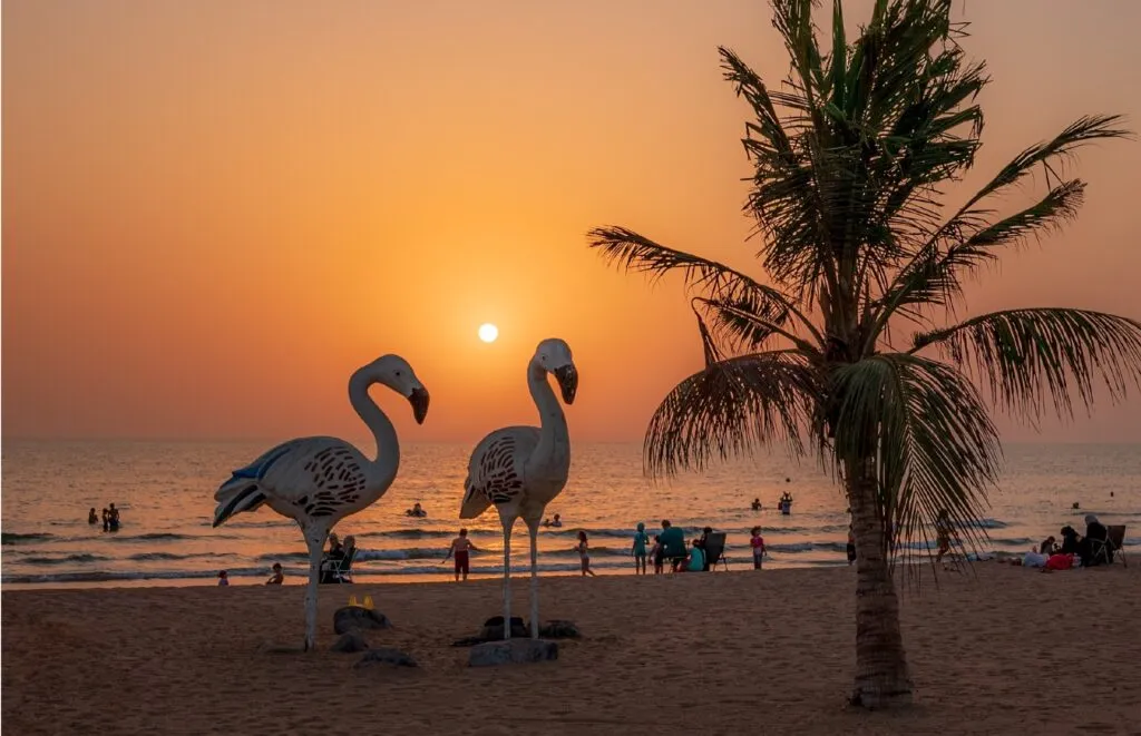 Why-Do-Flamingos-Come-to-Ras-Al-Khor