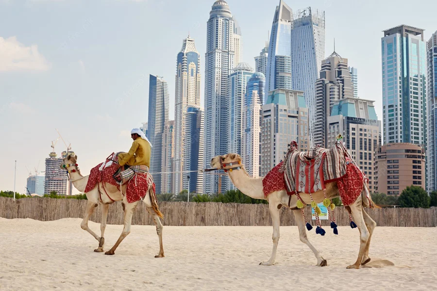 Camel Riding on Dubai Beach1