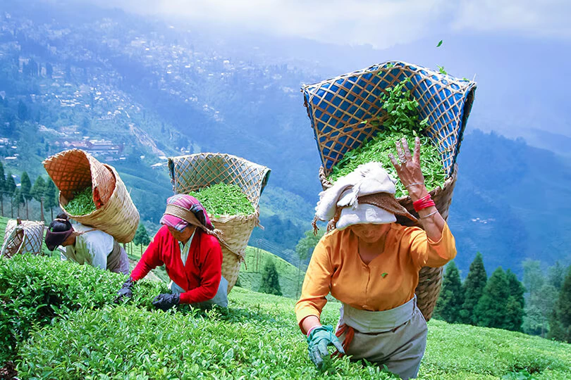 Tea Garden Tours