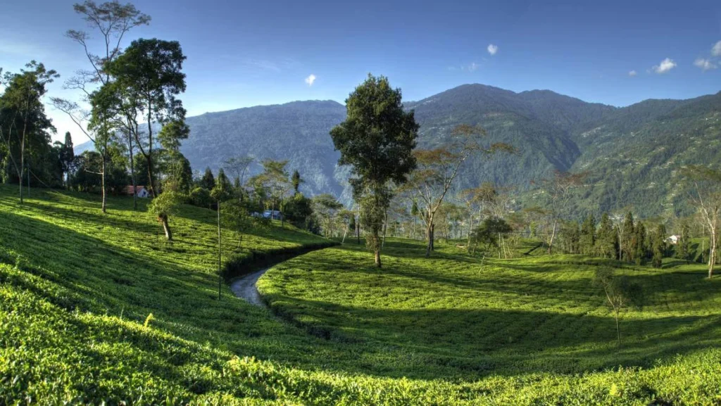 Darjeeling-Travel-Destinations-green-land